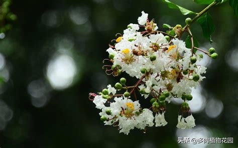 紫薇花盆栽|紫薇花的养殖方法和注意事项